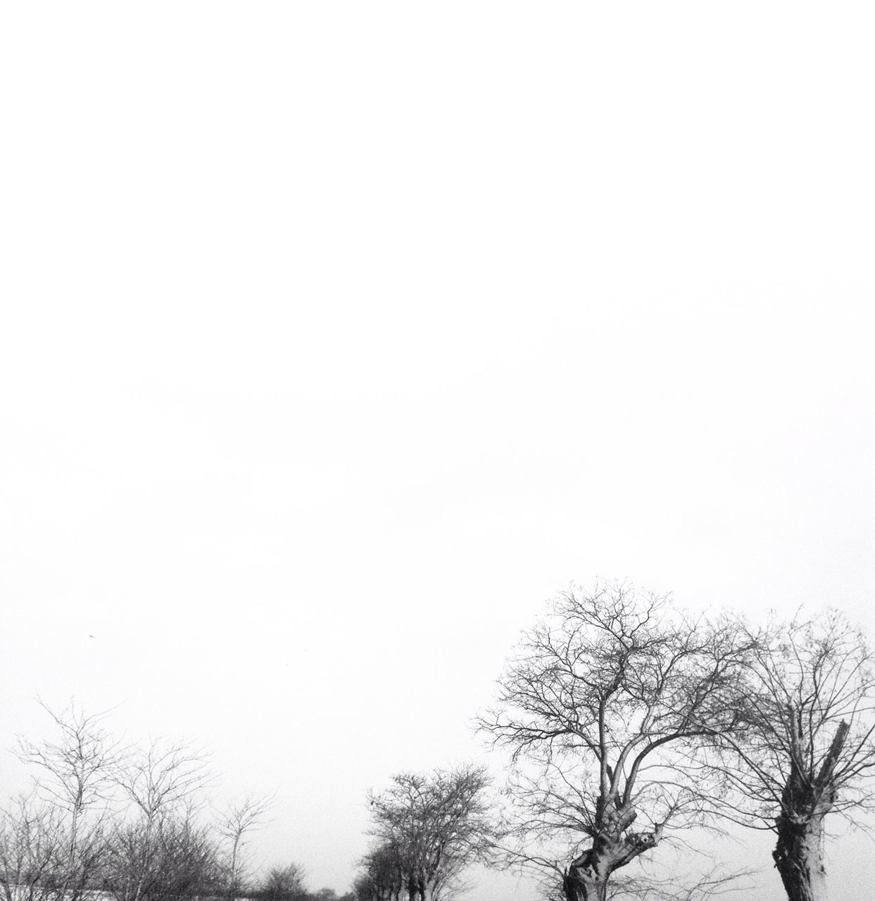 clear sky, tree, bare tree, copy space, tranquility, low angle view, branch, tranquil scene, winter, beauty in nature, nature, scenics, cold temperature, snow, weather, outdoors, day, no people, growth, season