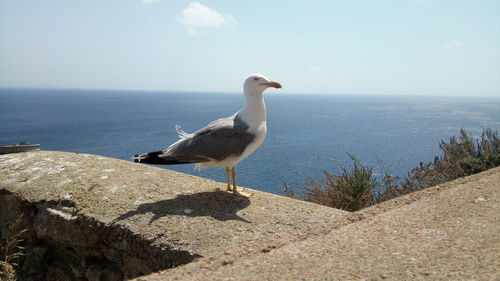 Seagull perching on retaining wall by sea against sky