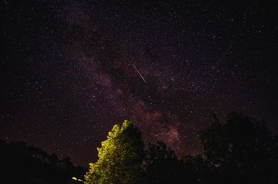 Low angle view of silhouette trees against star field at night