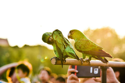 Close-up of hand holding a bird
