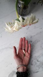 High angle view of hand holding white rose