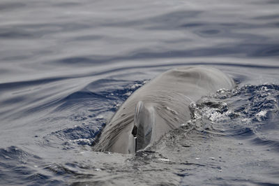 Close-up of humpback whale swimming in sea