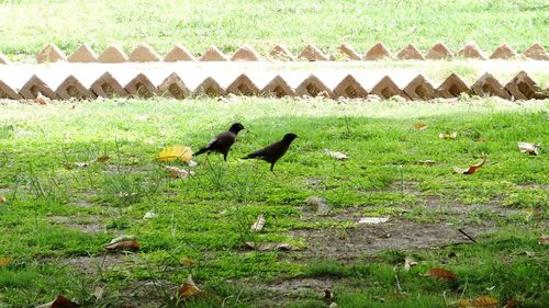 Birds perching on field