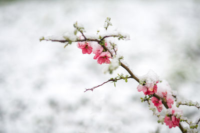 Close-up of pink cherry blossom tree in the snow 