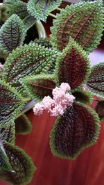 Close-up of cactus plant