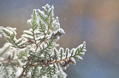 Close-up of snow covered pine tree