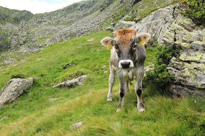 Cow standing in a field