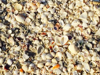 Full frame shot of seashells