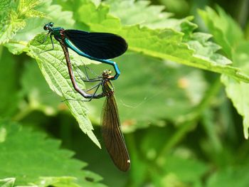 Close-up of insect on leaf