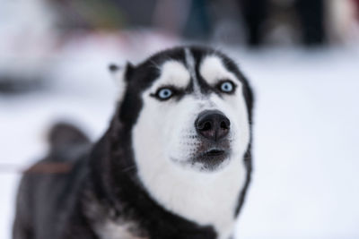 Close-up portrait of a dog