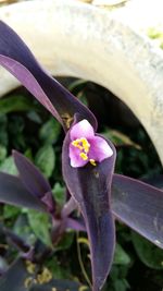 Close-up of pink flower blooming outdoors