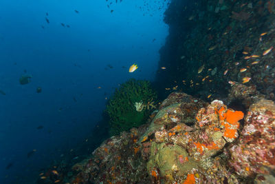 View of coral reef in sea