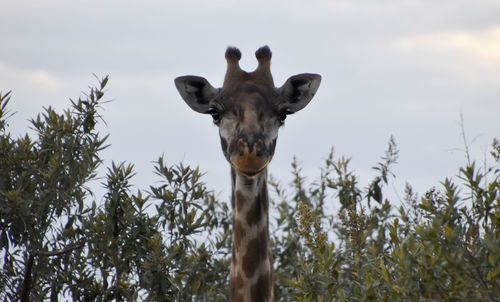 Low angle view of giraffe against sky