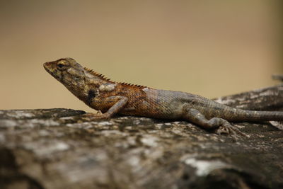 Close-up of lizard on rock