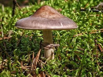 Close-up of mushroom growing on field