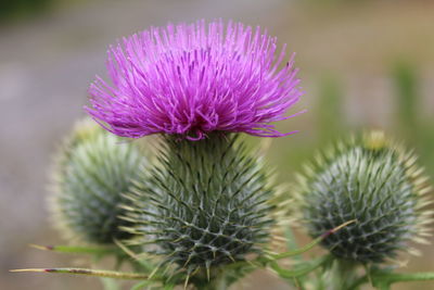 Close-up of thistle flower