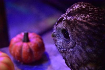 Close-up of owl