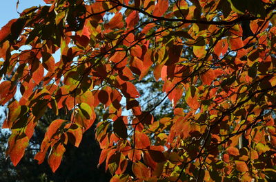 Low angle view of tree against sky during autumn