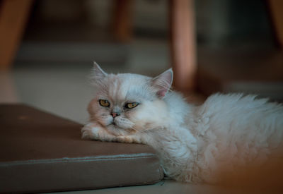 Close-up of a cat looking away