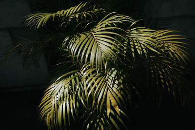 Close-up of tropical plant in rio de janeiro, brazil