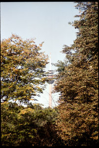 Trees and buildings against sky