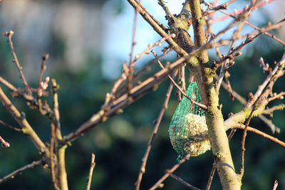 Close-up of fruit growing on tree