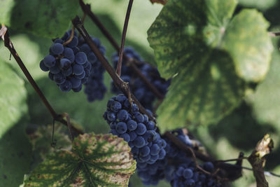 Close-up of grapes growing on tree