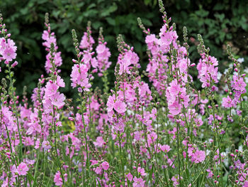 Close-up of purple flowering plants on field