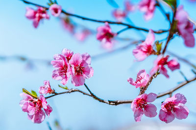 Close-up of pink cherry blossom