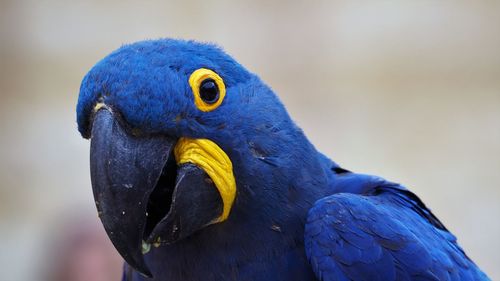 Close-up of a parrot