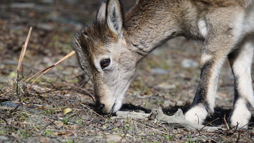 Close-up of deer eating