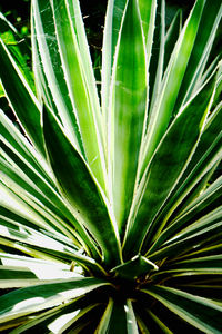 Full frame shot of succulent plant