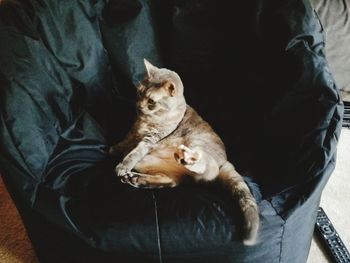 High angle view of cat sitting on sofa