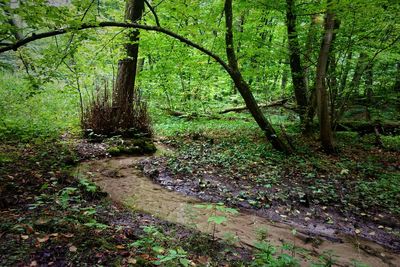Trail amidst trees in forest