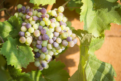 Close-up of grapes growing in vineyard