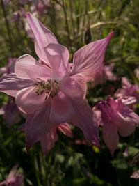 Close-up of pink flowering plant