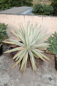 Close-up of plant