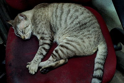 High angle view of cat sleeping on chair