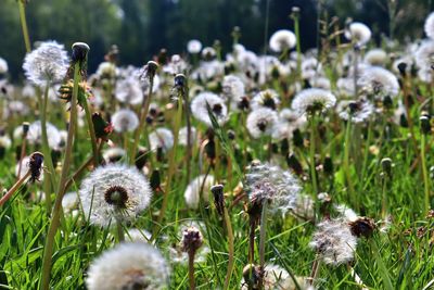 Close-up of flowering plants growing on land