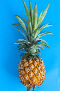 Close-up of fruit against blue background