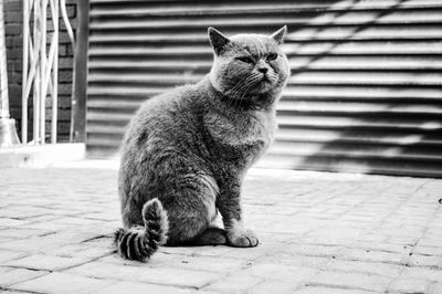 Cat sitting on footpath