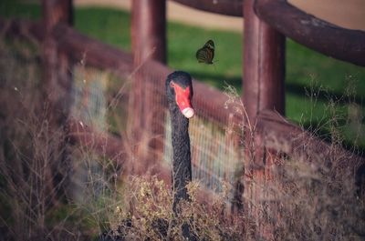 View of birds on land