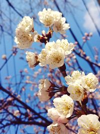 Close-up of apple blossoms in spring