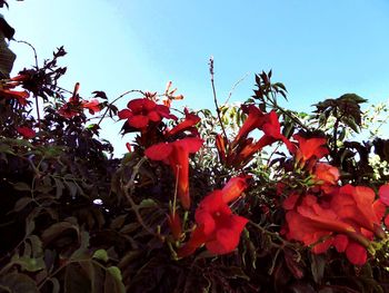 Low angle view of red flowers blooming against sky