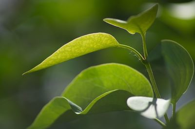 Close-up of green leaves