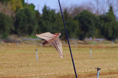 Artificial bird handing from rod on agriculture field