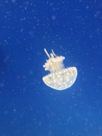 Close-up of jellyfish swimming underwater