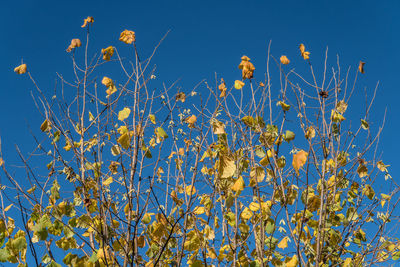 Low angle view of flowering plants against blue sky