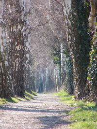 Dirt road passing through forest