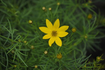 Close-up of yellow flowering plant
